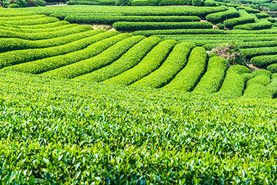 Tea ültetvény