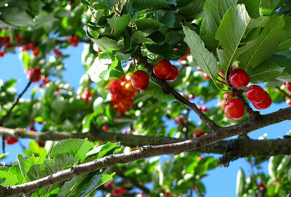 Kávé gyümölcs és a kerti cseresznye