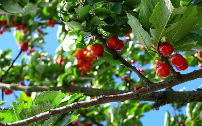 Kávé gyümölcs és a kerti cseresznye