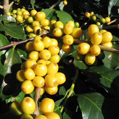 Yellow Bourbon a sárga kávé cseresznye