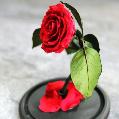 Üvegbúrás tartósított rózsa szál